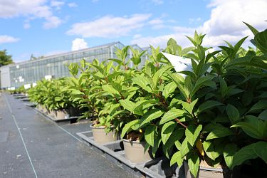 Fotorundgang 09 / 2025 Straelen