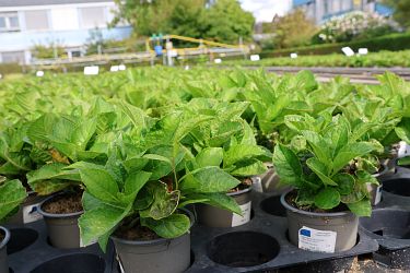 Fotorundgang 09 / 2025 Straelen