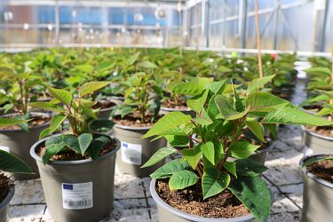 Fotorundgang 09 / 2025 Straelen