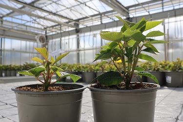 Fotorundgang 09 / 2025 Straelen