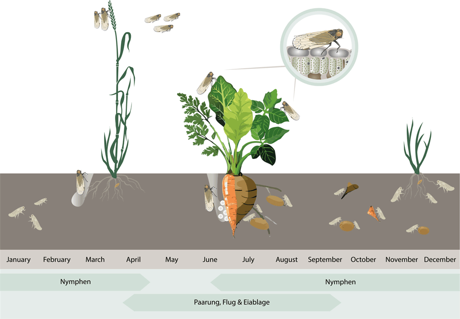 Abb. 3: Entwicklungszyklus der Schilf-Glasflügelzikade