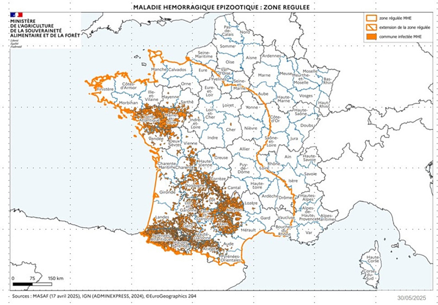 EHDV-Ausbrüche beim Rind in Südfrankreich