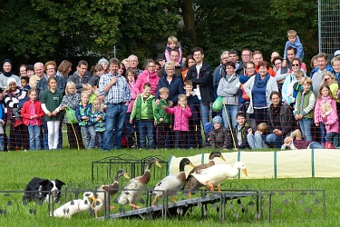 Border Collie June hatte die Laufenten gekonnt im Griff