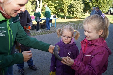 So sieht das Horn einer Kuh aus