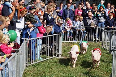 Der Ferkelrennen auf der Kreistierschau, moderiert von Dr. Harlizius, sorgte für gute Unterhaltung und viel Spannung. Es lockte mehrmals am Tag viele Besucher an Foto: Jana Denißen
