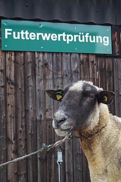 Jahresbericht_FWP_2017