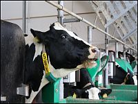 kuh_am_neuen_wiegetrog