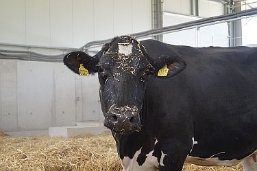 Kuh nach dem Wälzen im Stroh