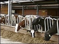 Kühe am Fressgitter