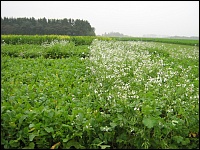 Zwischenfrucht zur Gründüngung