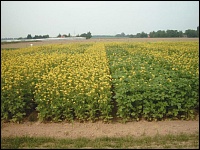 Ackersenf als Zwischenfrucht