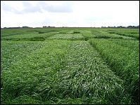 Zwischenfruchtanbau Gras und Kleegras